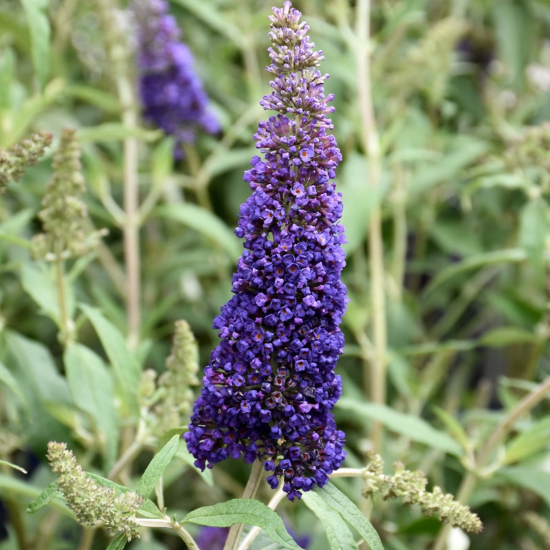 Buddleia-Black Knight 2C - Create Your Dream Garden with Premium Seeds ...