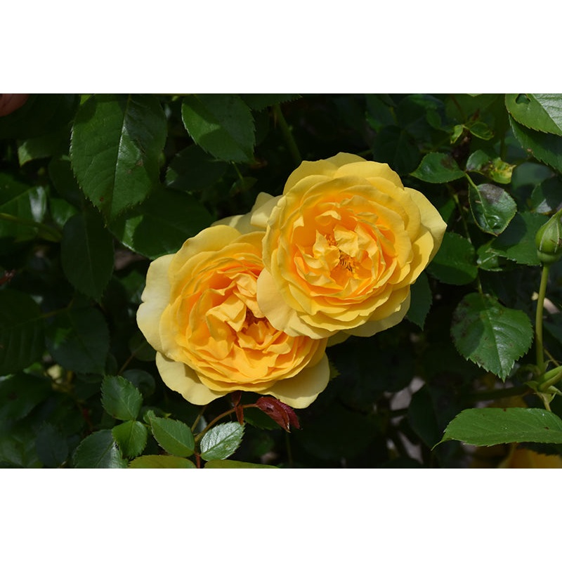 Rose-Julia Child 2C - Create Your Dream Garden with Premium Seeds ...